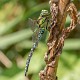 Aeshna cyanea male-2434